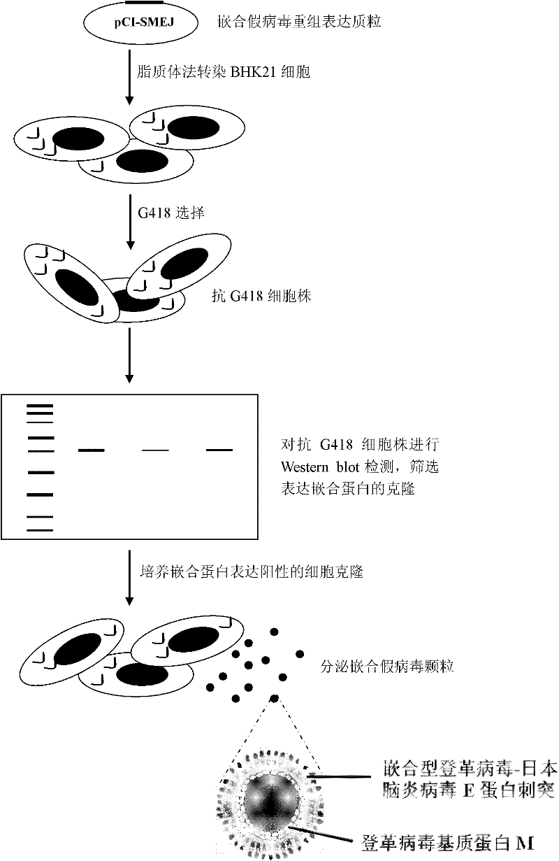 Dengue virus and Japanese encephalitis virus embedded pseudo virus particle vaccine and preparation method thereof