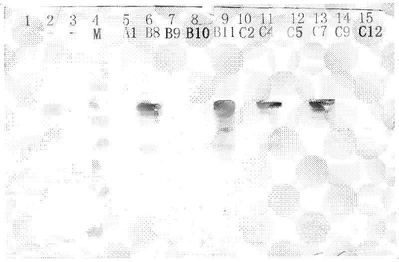 Dengue virus and Japanese encephalitis virus embedded pseudo virus particle vaccine and preparation method thereof