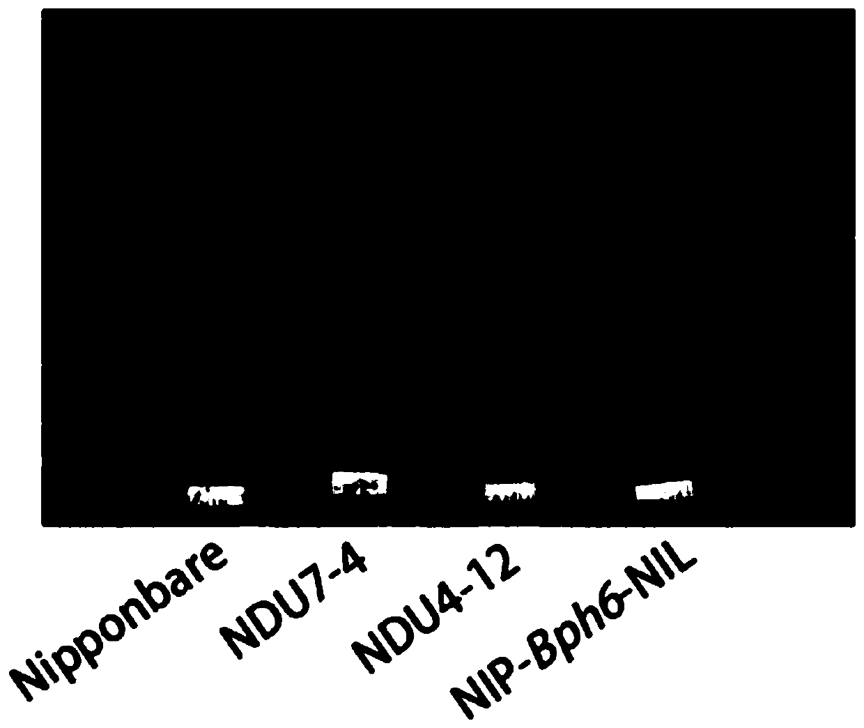 Oryza sativa thioredoxin gene OsNDU, protein, vector, host cell, molecular marking method and application of molecular marking method