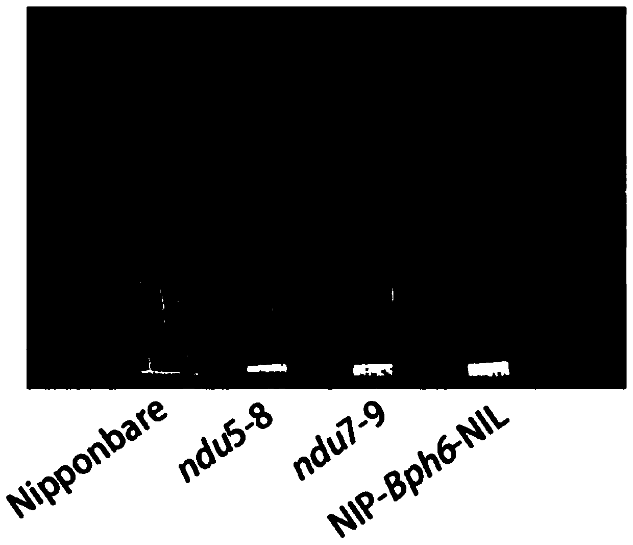 Oryza sativa thioredoxin gene OsNDU, protein, vector, host cell, molecular marking method and application of molecular marking method