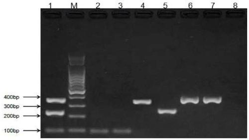 Multiplex PCR detection kit and identification method for mouse meat, goat meat and mutton