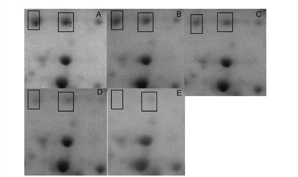 Method for detecting barley seed purity by two-dimensional electrophoresis technology