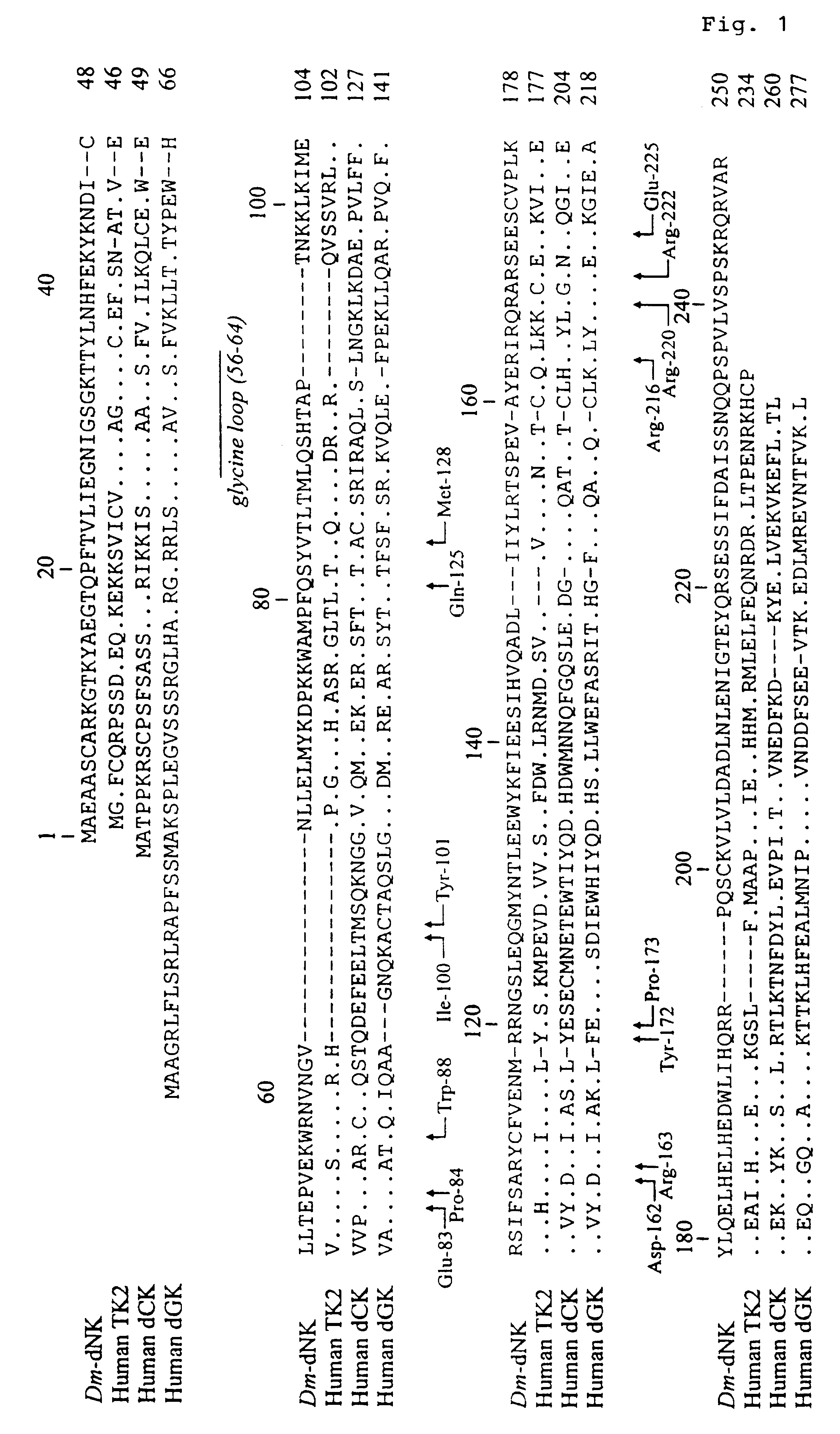 Medical use of gene and vector encoding a multisubstrate deoxyribonucleoside kinase