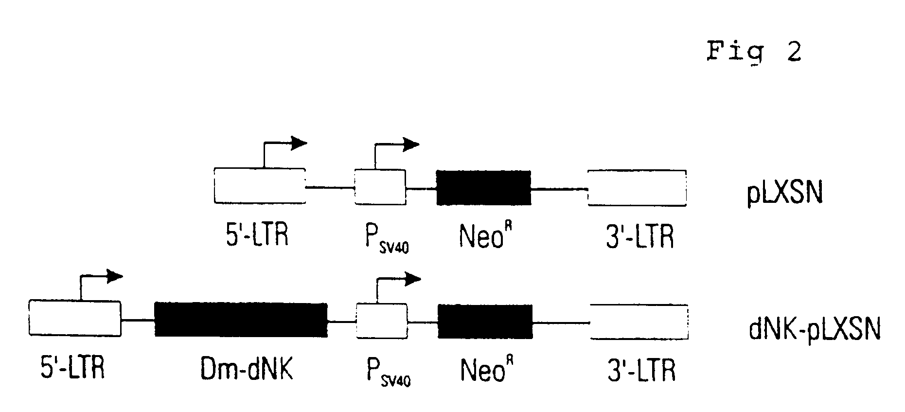 Medical use of gene and vector encoding a multisubstrate deoxyribonucleoside kinase