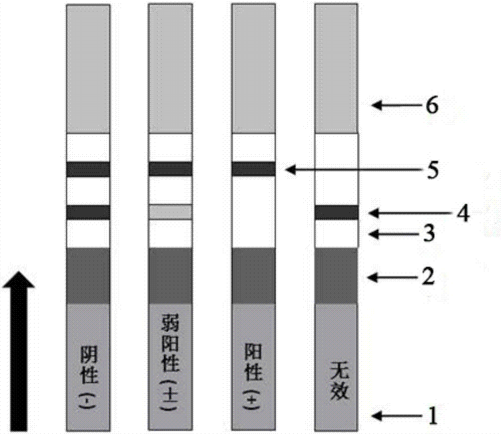 Nucleic acid aptamer of cortisol, and gold-colloidal test strip used for detecting cortisol