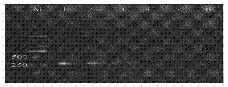 Nested PCR detection method of oak wilt