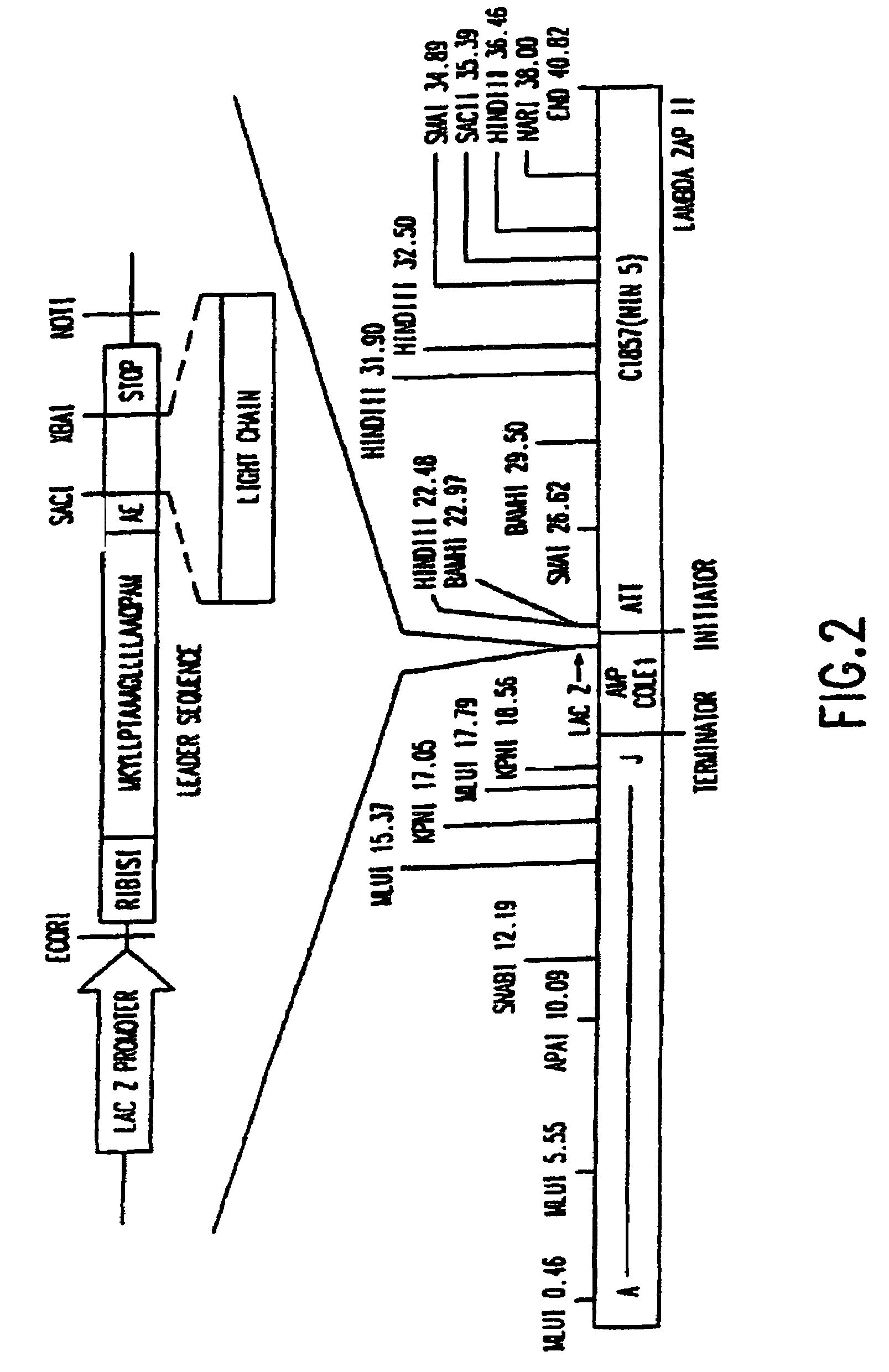 Human neutralizing monoclonal antibodies to respiratory syncytial virus