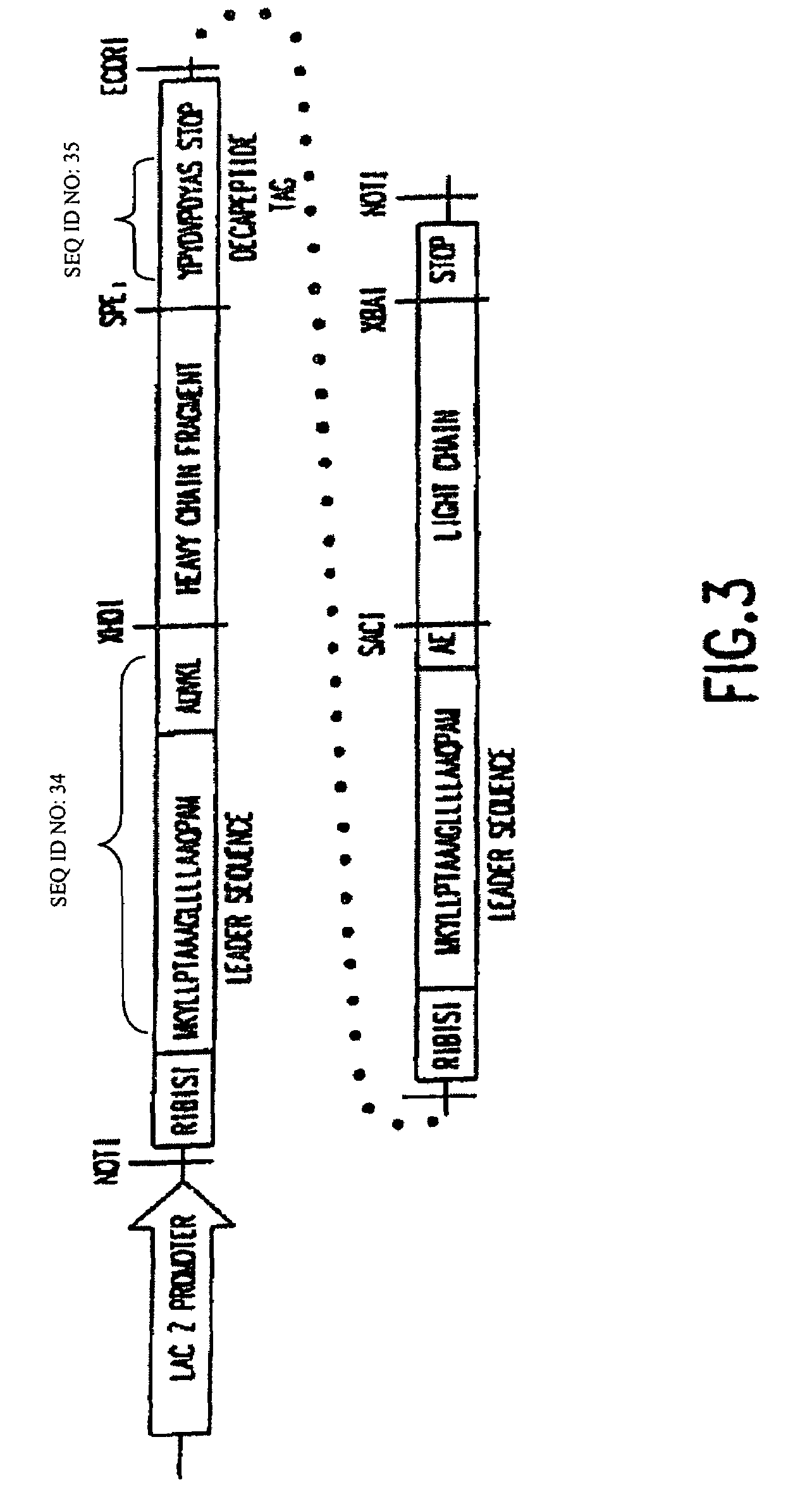 Human neutralizing monoclonal antibodies to respiratory syncytial virus