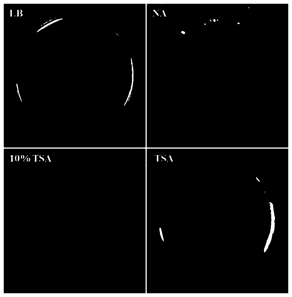 A kind of lysobacterium that antagonizes Xanthomonas oryzae and its isolation method and application