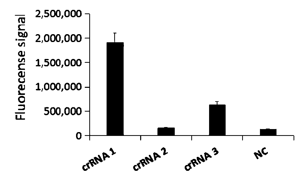 CRISPR detection primer group for mycoplasma pneumoniae and application of CRISPR detection primer group