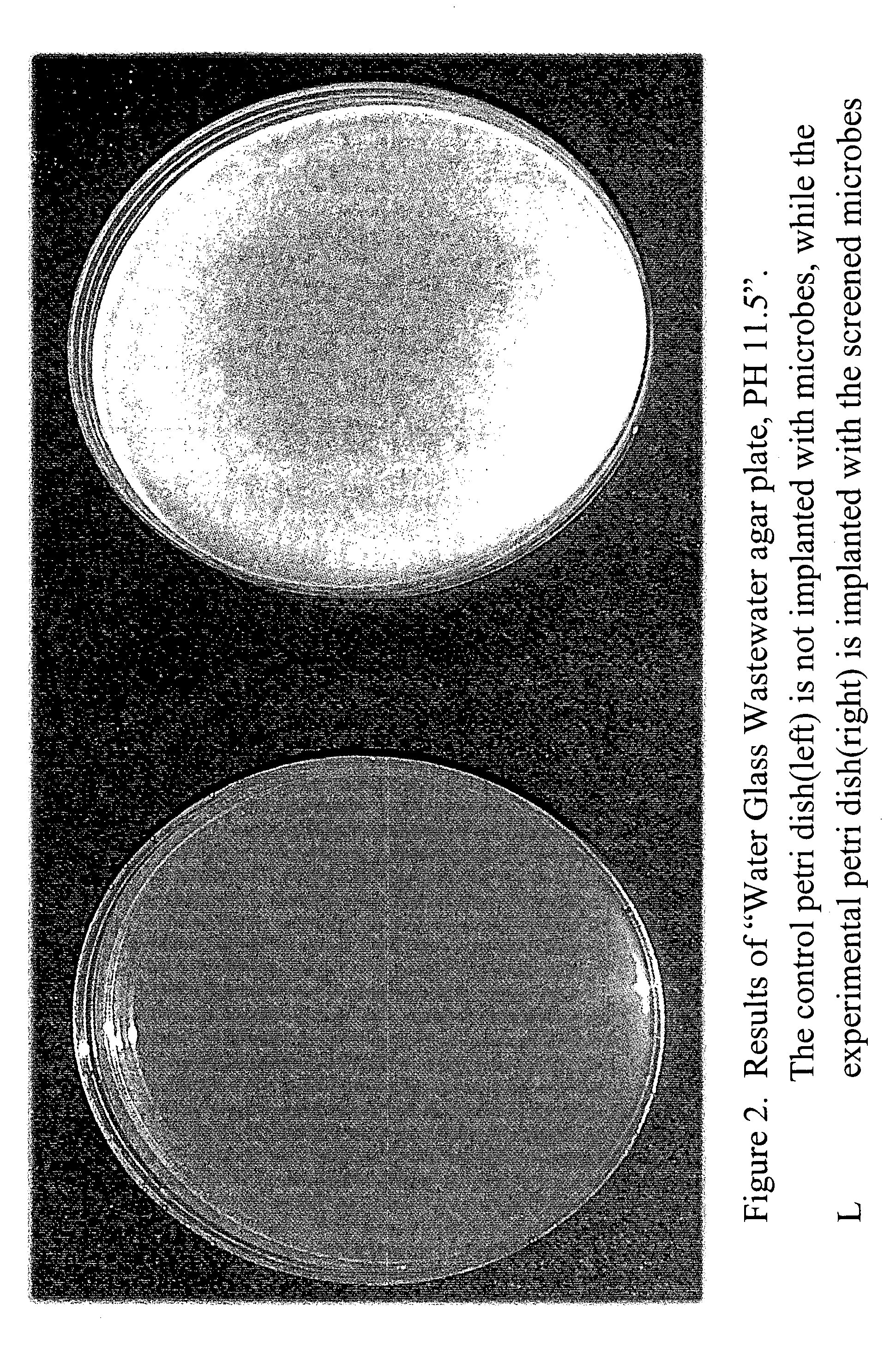 Zero-discharge of water glass effluents by alkaline biotreatment techniques