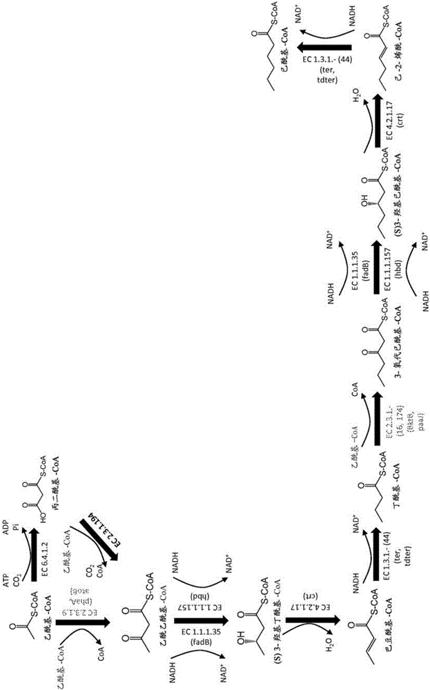 Methods, reagents and cells for biosynthesizing compounds