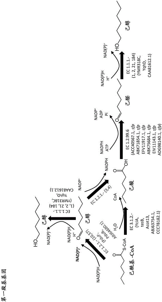 Methods, reagents and cells for biosynthesizing compounds