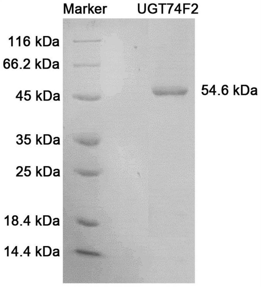 Application of arabidopsis thaliana UGT74F2 in catalyzing phenyllactic acid to synthesize phenyllactoyl glucose