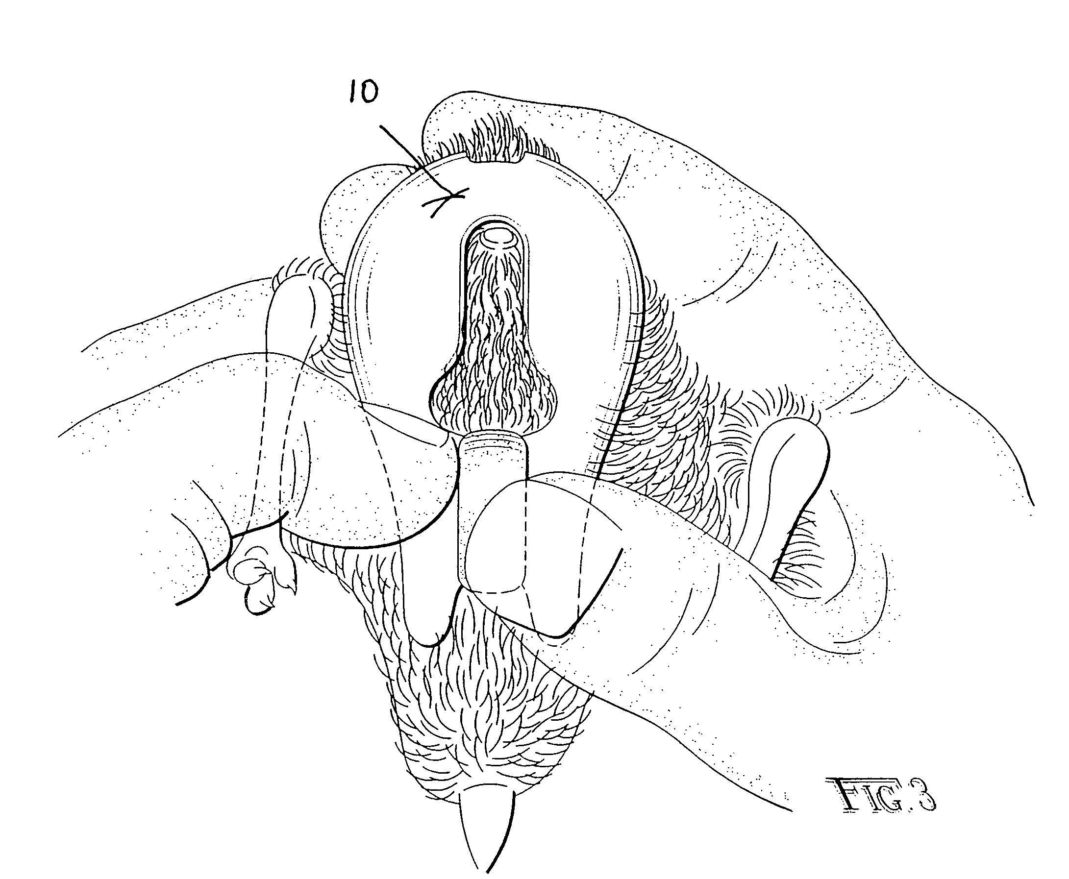 Handheld examination holder for avian hatchlings, and gender examination process