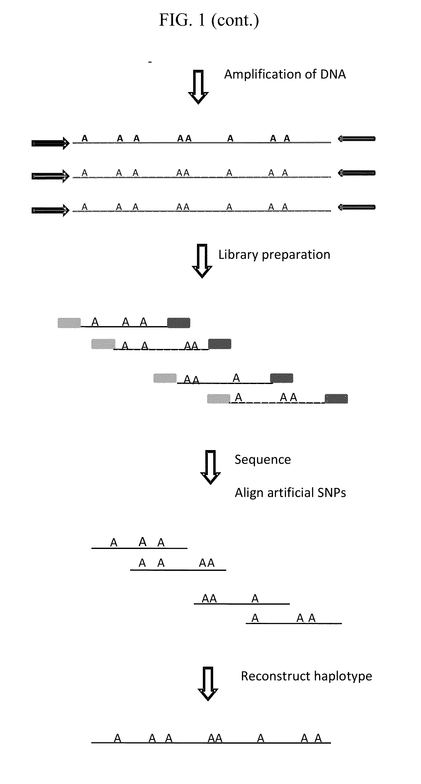 Methods and systems for determining haplotypes and phasing of haplotypes