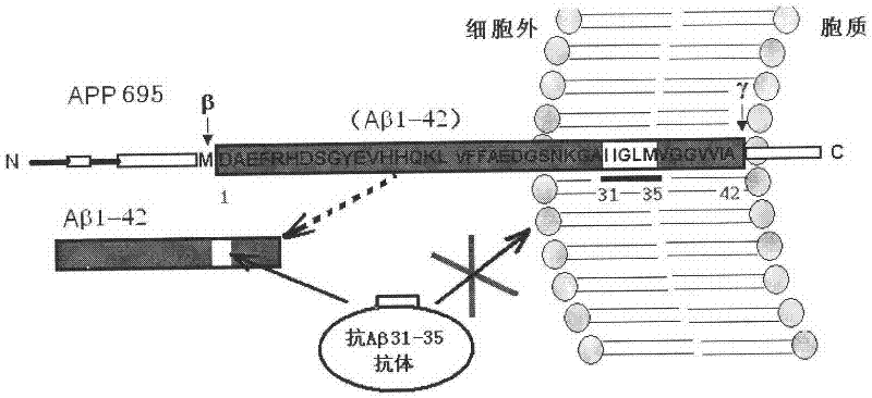 Anti-aβ31-35 antibody for treating and preventing Alzheimer's disease and preparation method thereof