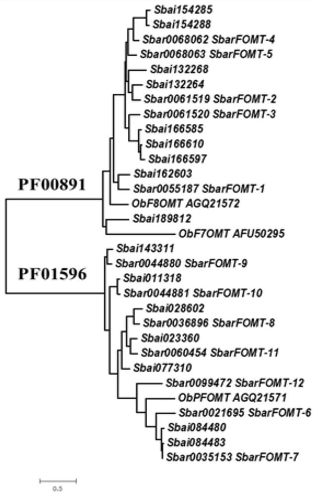 Flavone-O-methyltransferase, and application thereof in synthesis of wogonin, isowogonin and moslosooflavone