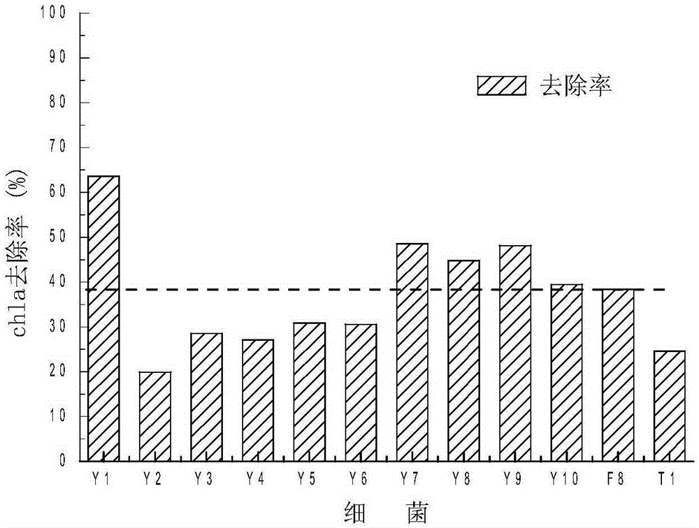 A kind of alginolytic/algal toxin degradation double-effect engineering bacteria y1 and its construction method