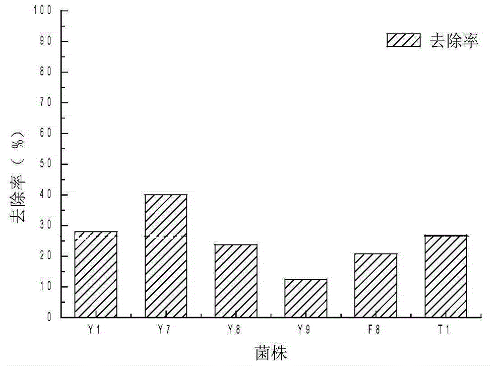 A kind of alginolytic/algal toxin degradation double-effect engineering bacteria y1 and its construction method