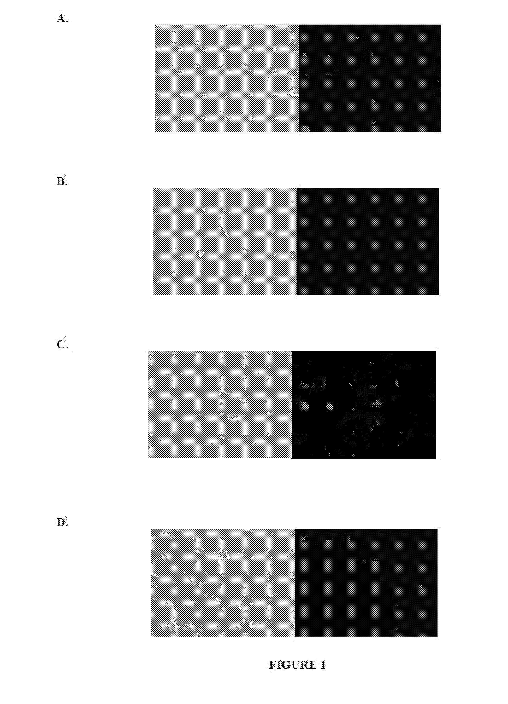 Neural transfection reagents