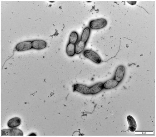 Process for treating high-salinity wastewater by utilizing halophilic bacteria YL5-2