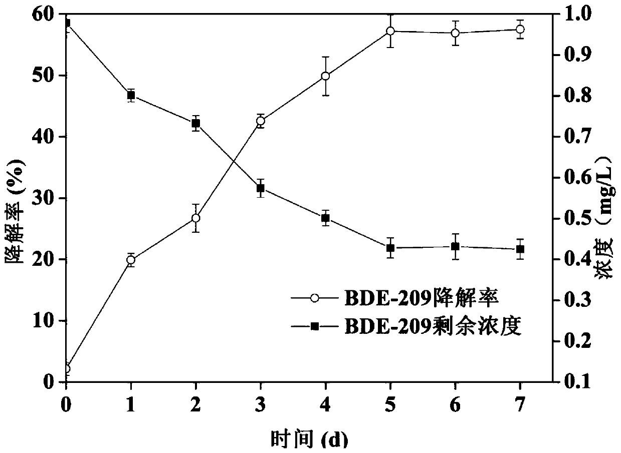 Microbacterium capable of degrading decabromodiphenyl ether as well as domestication method and application thereof