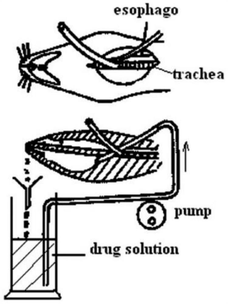 Catalpol nasal drops as well as preparation method and application thereof