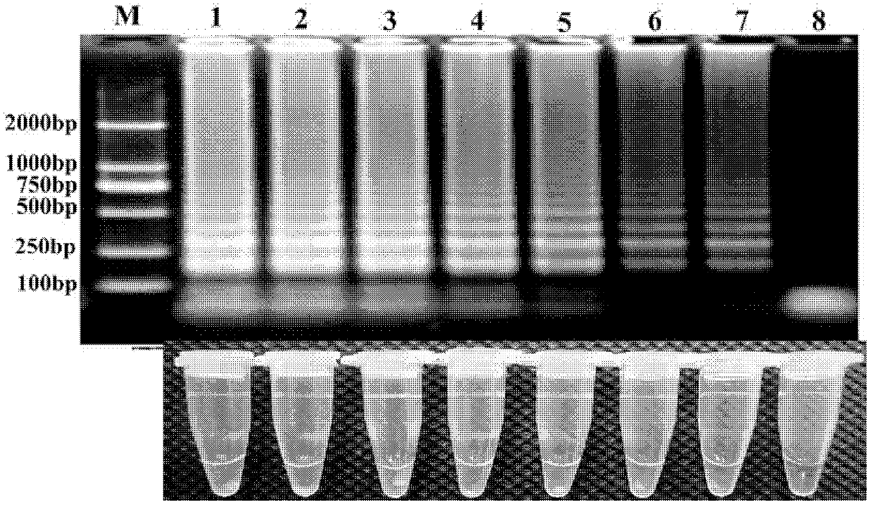 LAMP (Loop-Mediated Isothermal Amplification) assay kit for identifying virulent and avirulent strains of mycoplasma gallisepticum