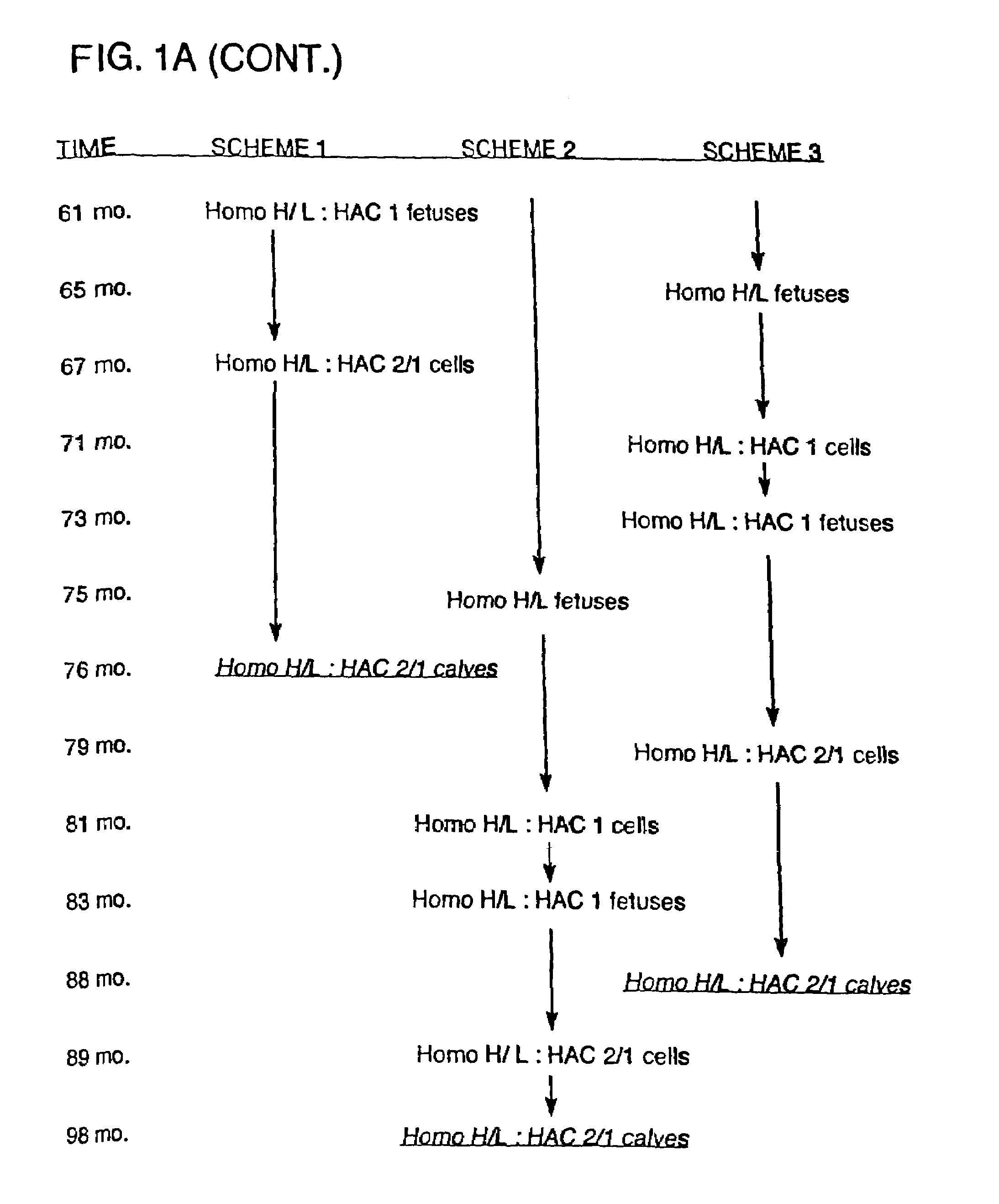 Transgenic bovines having reduced prion protein production