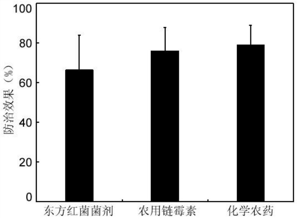 Oriental red fungus bacterial strain, Oriental red fungus bacterial agent and application thereof