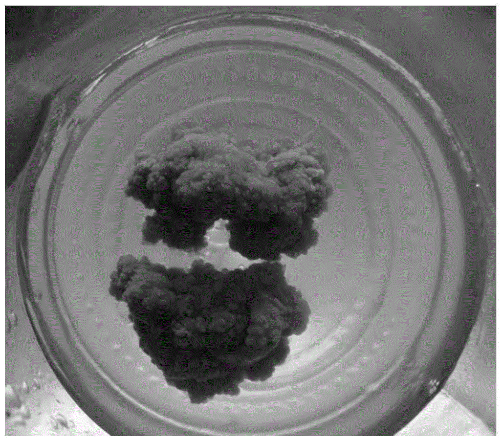 A kind of method for rapid propagation of T. japonica by tissue culture