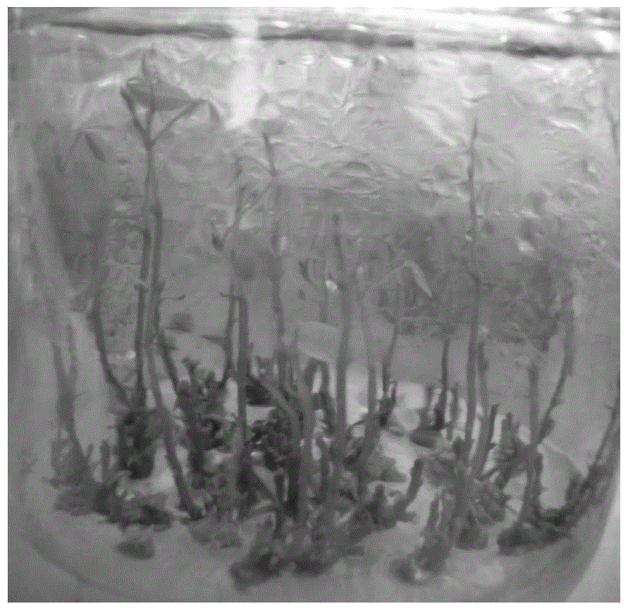 A kind of method for rapid propagation of T. japonica by tissue culture