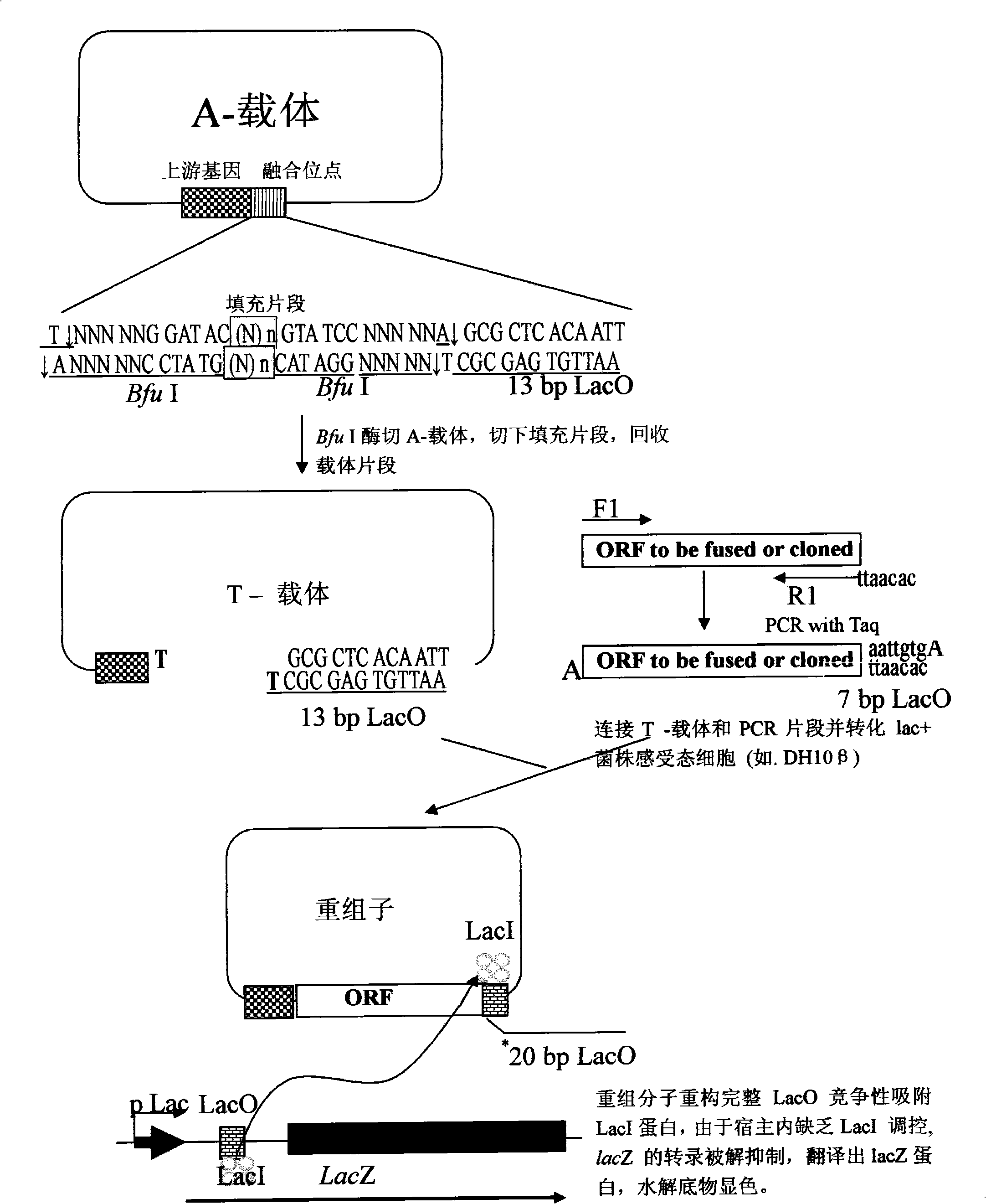 High throughput directional T carrier cloning process