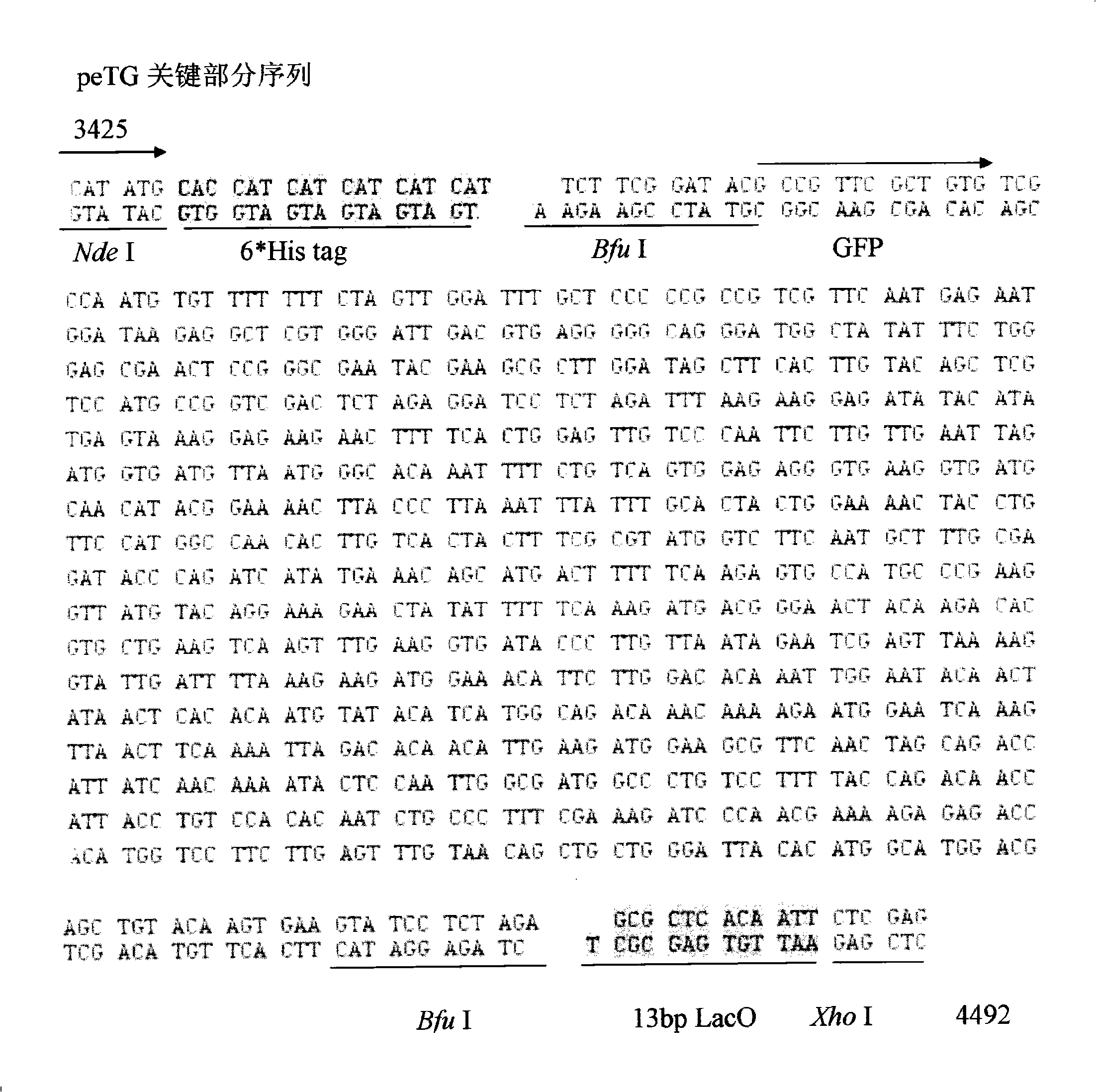 High throughput directional T carrier cloning process