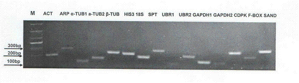 Method for screening real-time fluorescence quantification PCR internal reference molecules of syntrichia caninervis in desert