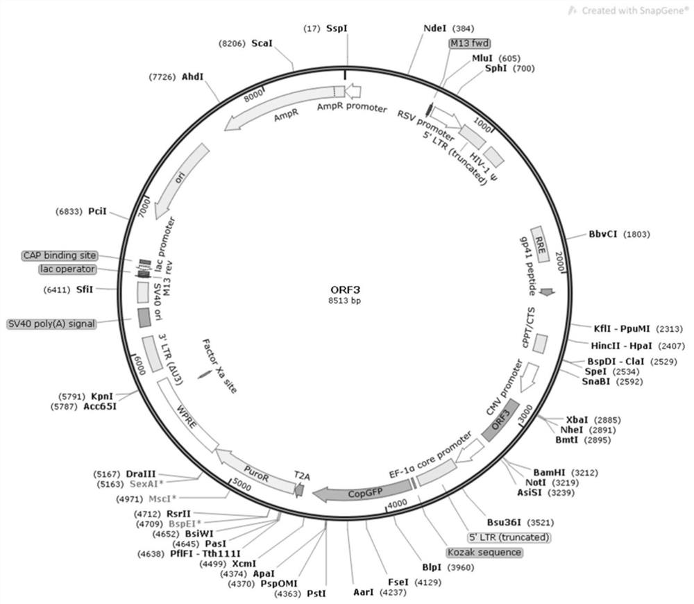 Construction of cell strain capable of stably expressing porcine circovirus type 2 ORF3 protein and application thereof