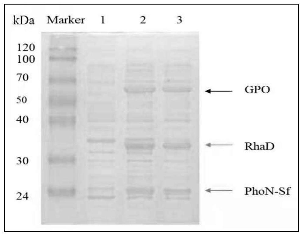 Method for synthesizing L-fructose through whole-cell transformation