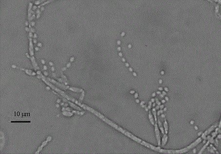 Paecilomyces lilacinus PlTS01 strain and application thereof in bemisia tabaci control