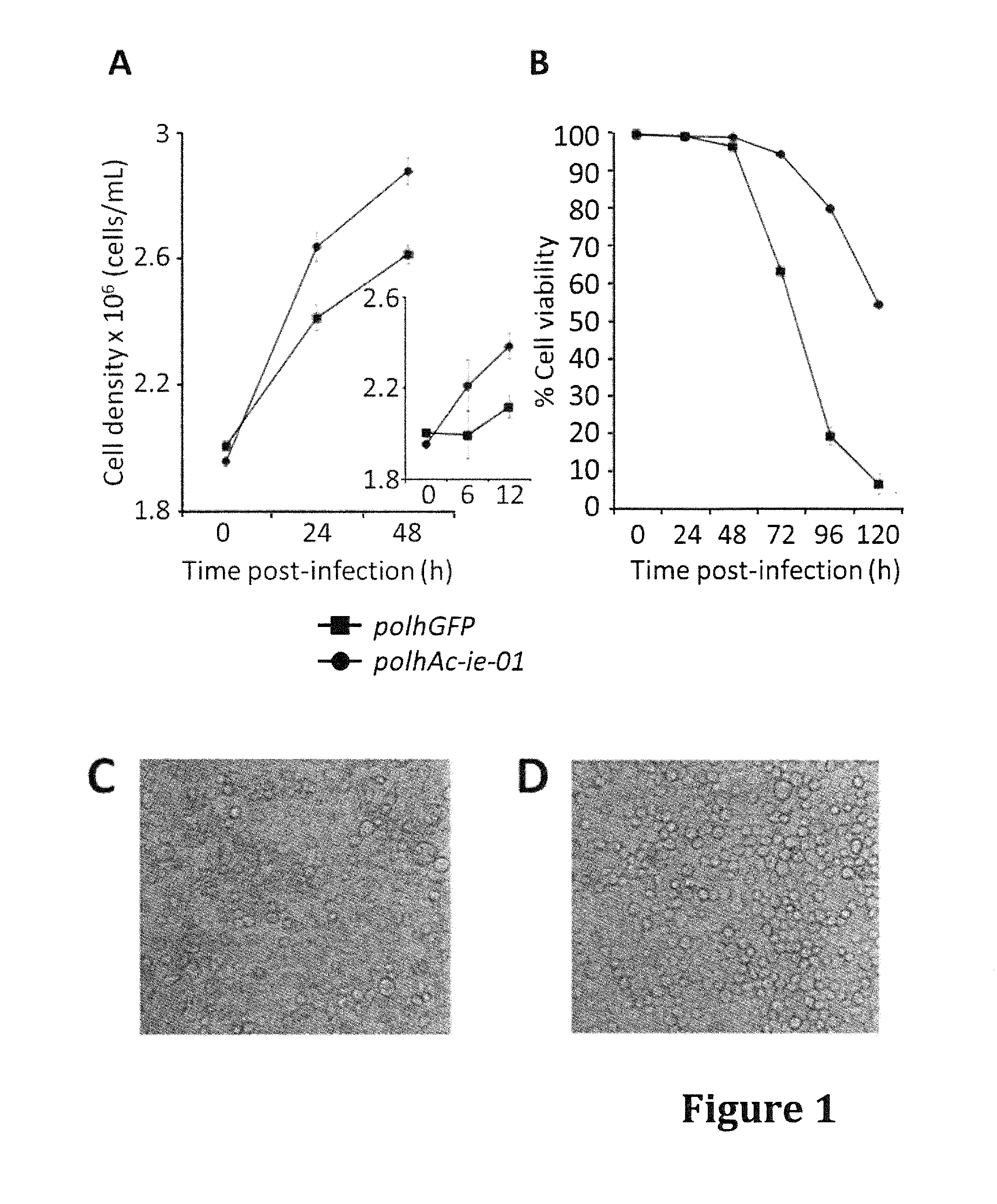 Baculovirus system for expressing proteins forming virus-like particles