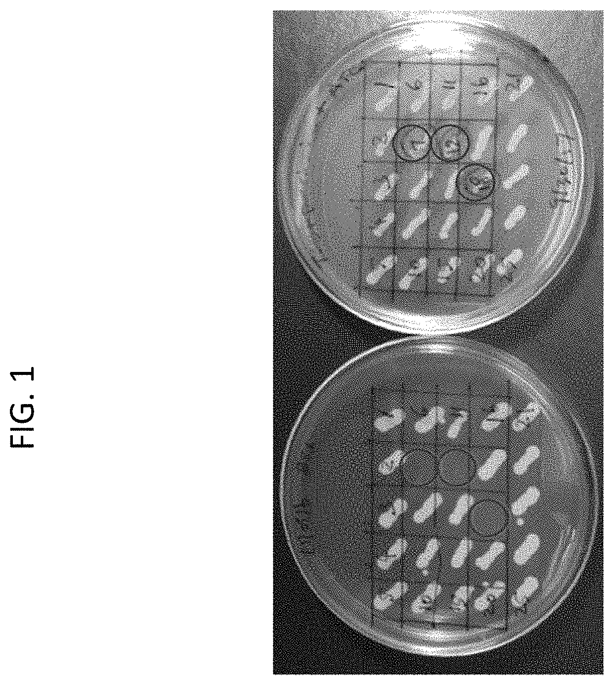 Auxotrophic strains of <i>staphylococcus </i>bacterium