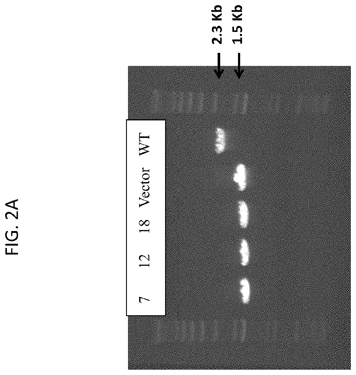 Auxotrophic strains of <i>staphylococcus </i>bacterium