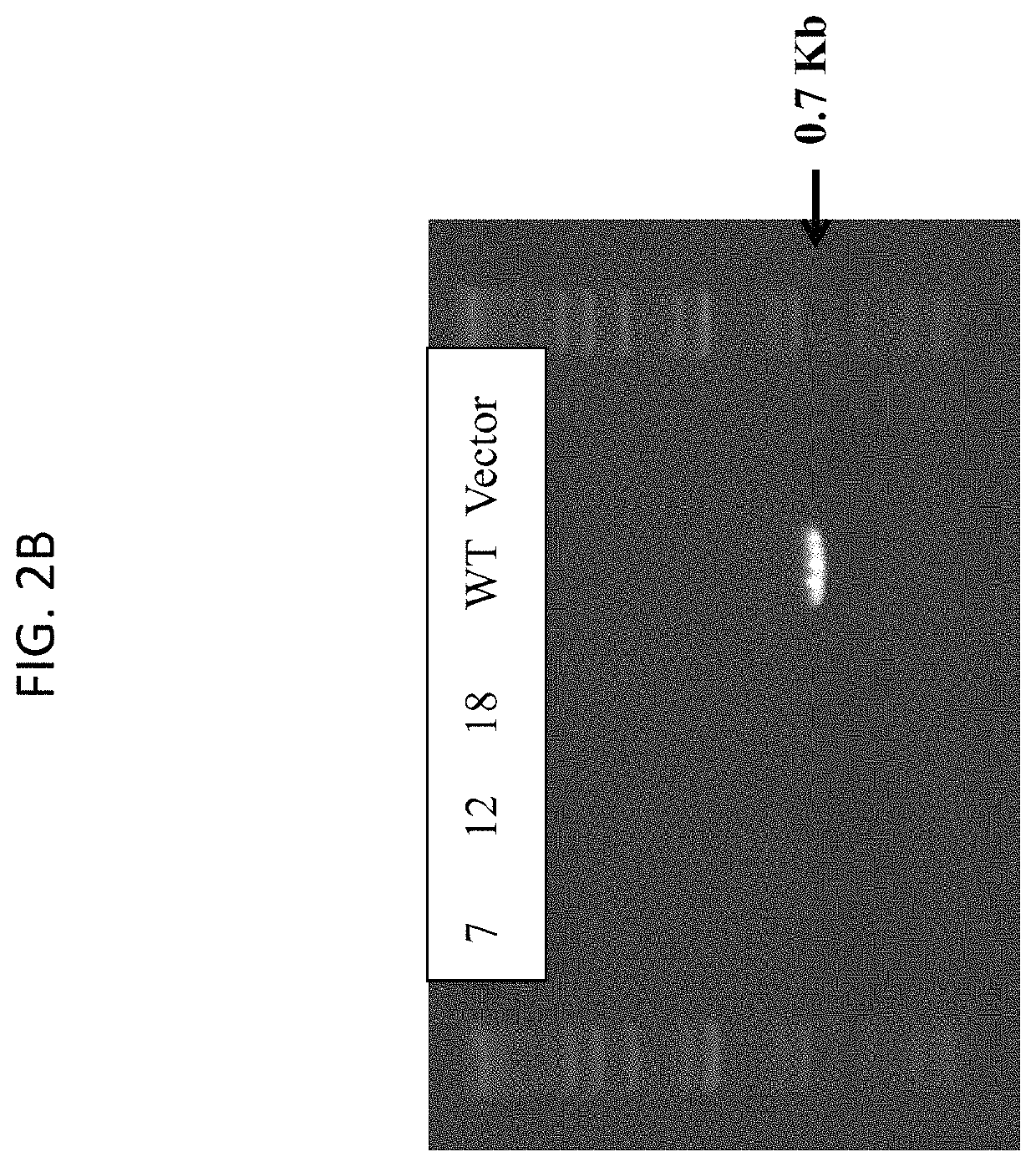 Auxotrophic strains of <i>staphylococcus </i>bacterium