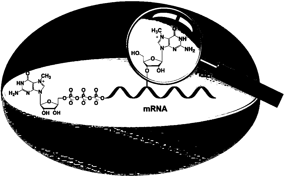 Differential nuclease digestion method and application thereof to detecting mRNA (messenger ribonucleic acid) internal modification through LC-MS (liquid chromatography-mass spectrometry)