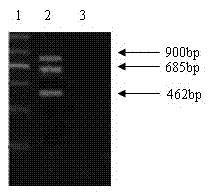 Method for quickly detecting pathogenic aeromonas hydrophila by multiple polymerase chain reactions (PCRs)