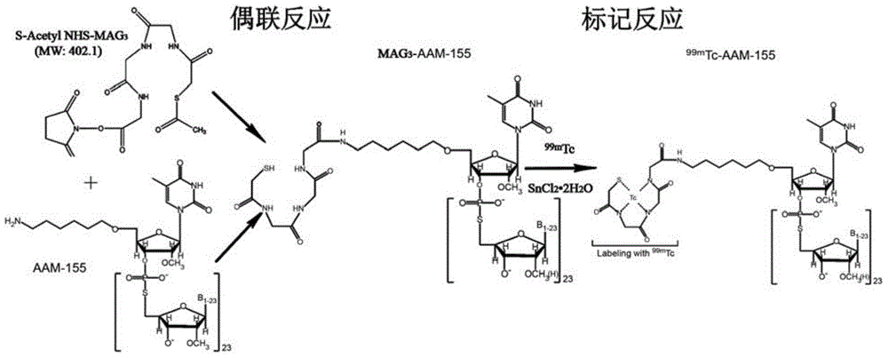 Radionuclide marked microRNA-155 targeting probe and application thereof in tumor imaging