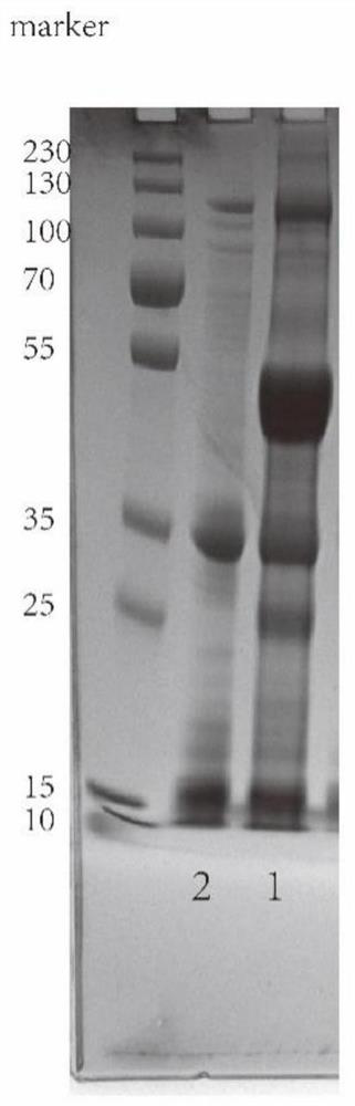 Separation and purification process of high-activity phytolectin