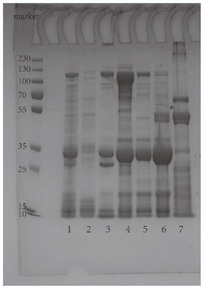 Separation and purification process of high-activity phytolectin