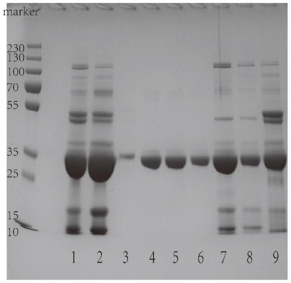 Separation and purification process of high-activity phytolectin