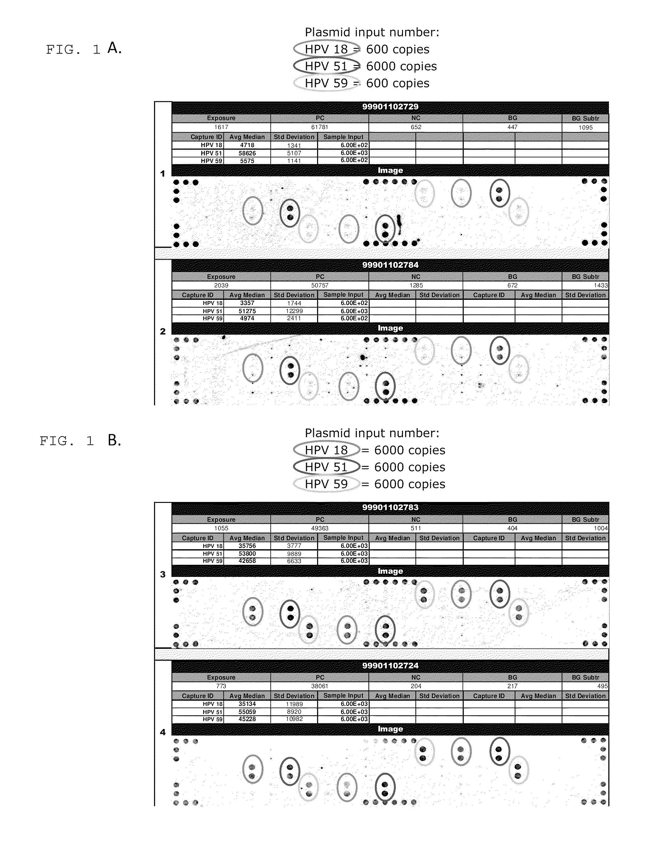 Gold nanoparticle HPV genotyping system and assay